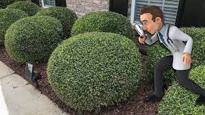 Trimming Round Ball Bushes Youtube How To Trim Bushes Trimming Hedges Flower Garden Ideas Landscaping