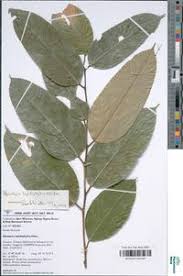 Image result for Afrostyrax