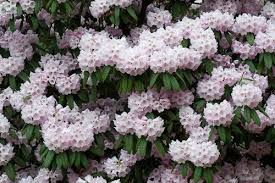 110414 123 Rhododendron Argyrophyllum Jpg