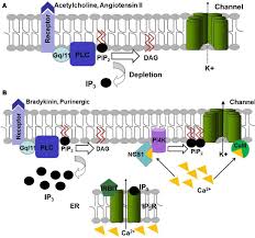We did not find results for: Model Of Regulation Of Kcnq Channels Function By The Gq Signaling Download Scientific Diagram