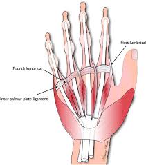 The superior part of the muscle belly is supplied either by the ulnar artery or by its branch; A Biomechanical And Evolutionary Perspective On The Function Of The Lumbrical Muscle Journal Of Hand Surgery