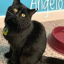 Available Pets At Humane Society Of Noble County Inc In Kendallville Indiana Humane Society Pet Adoption Pets