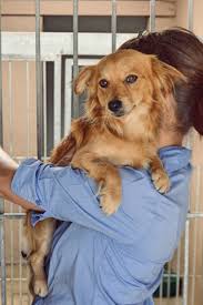 If you don't see the type of dog you're looking for here today, stay tuned! Hale Pet Door
