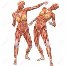See more ideas about human anatomy drawing, body anatomy, human anatomy and physiology. Female Human Body Anatomy Street Fight Stock Photo Picture And Royalty Free Image Image 4096103