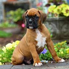 Boxer puppies are known for their playfulness and curiosity. 1 Boxer Puppies For Sale In Orlando Fl Uptown Puppies