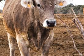 Oxen In Spanish Cattle Farm In 2020 Cattle Farming Cattle Oxen