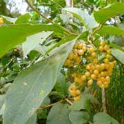 Image result for Cordia millenii