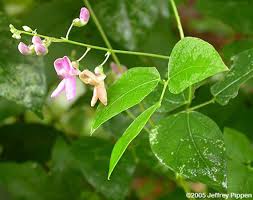 Image result for Pleurolobus salicifolius