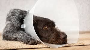The most important thing for a successful surgery is good health, of course. Avoiding Dog Neutering Complications Risk Factors And Recovery Dispomed