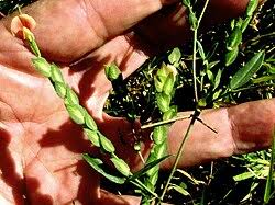 Image result for Zornia capensis