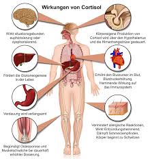 Cortisol Wirkung Nebennierenschwache Nebennieren Chronischer Stress