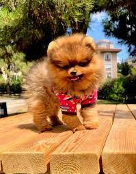 teacup sevimli kopek kopek sevimli kopekler tilki