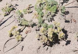 Image result for Agrocharis pedunculata