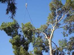 Usually this is done because the tree is. Affordable Tree Pruning Forestville