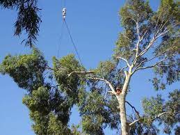 We did not find results for: Affordable Tree Pruning Forestville