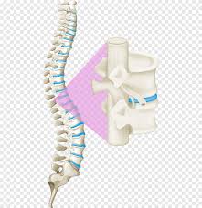 The backbone is made of tiny bones, called vertebrae, that make up one large backbone, or vertebral column. Human Back Bones Side View Skeleton Front Back And Side Views Of Skeleton Skeleton Drawings Skeleton Anatomy Human Skeleton Human Skeleton The Internal Skeleton That Serves As A Framework For