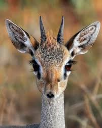 Pin By Moeed Tur On صور غزلان وما شابهها Dik Dik Animals Wildlife