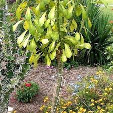 Image result for Euphorbia inaequilatera