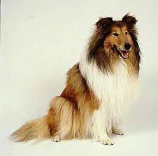 Pin On Scottish Deer Hound Scottish Collie