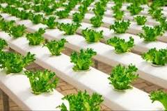 Soil, Soilless, or Hydroponic: Which Growing Medium Is Right ...