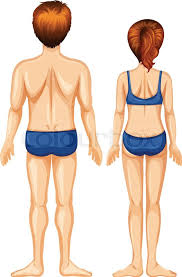 The labels show areas of the body which are identified either by anatomical or by common names. Male And Female Back Side Illustration Stock Vector Colourbox