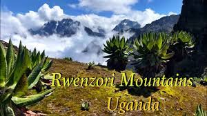By the early twentieth century, the rwenzori mountain range was still hugely unexplored and its peaks unclimbed. Rwenzori Mountains Of Uganda 8 Day Trek To Margherita Peak Youtube