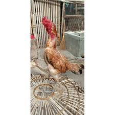 Check spelling or type a new query. Telur Ayam Pama Iq Shopee Indonesia