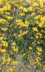 Image result for Gelsemium