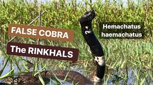 Die ringhalskobra kann ihr gift wie eine speikobra bis zu drei meter weit verspritzen. The Rhinkals Hemachatus Haemachatus Herping South Africa Youtube