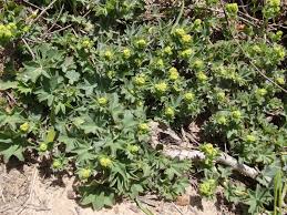 Image result for Alchemilla kiwuensis