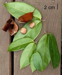 Image result for Englerodendron