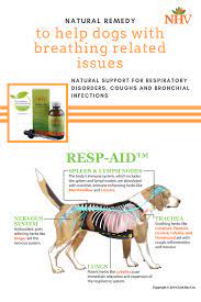 The most commonly used natural formula for canine asthma is petalive amazapet. Natural Remedy To Help Dogs With Breathing Related Issues Nhv Resp Aid Is An A Natural Asthma Remedies Essential Oils For Asthma Natural Remedies For Bloating