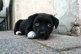 Memiliki mimpi yang lebih menyenangkan. Arti Mimpi Anjing Hitam Perlu Hati Hati Paramimpi Paranormal Mimpi