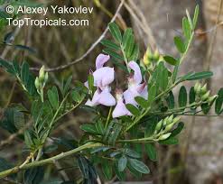 Image result for Virgilia