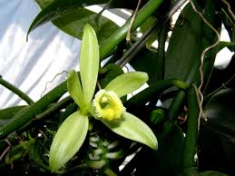 Image result for Vanilla polylepis