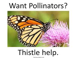 Milk thistle seeds are medicinal and often used in tea to help with liver and kidney ailments. Saving Pollinators One Thistle At A Time The Prairie Ecologist