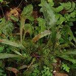 Image result for Loxogramme abyssinica