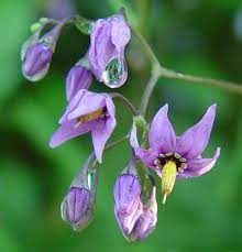 Pin On Deadly Nightshade