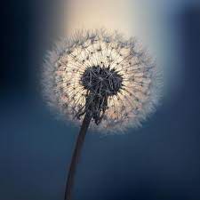 Top 50 Most Beautiful Flower Pictures On Instagram In 2018 Most Beautiful Flower Pictures Beautiful Flowers Pictures Flower Pictures