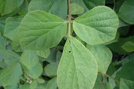 Image result for Neonotonia