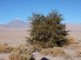 Image result for Xylia torreana