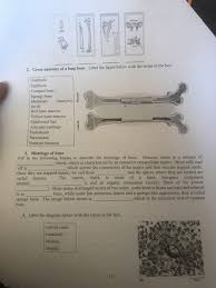 Compact bone, made of inorganic material that gives it strength and stability, is located on the shaft of long bones, while spongy bone, made of organic material, is found inside. Solved 2 Gross Anatomy Of A Long Bone Label The Figure Chegg Com