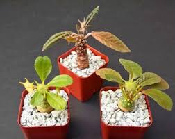 Image result for Dorstenia barnimiana