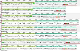 Image result for Tristicha