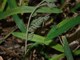 Image result for Pseudechinolaena polystachya