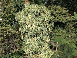 It is commonly called persian ivy or colchis ivy. Buntlaubiger Kaukasischer Efeu Hedera Colchica Dentata Variegata Baumschule Horstmann