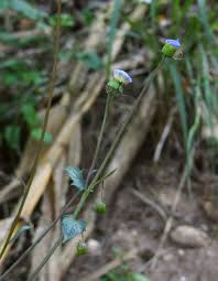 Image result for Crassocephalum rubens