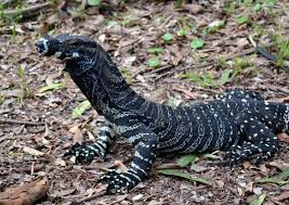 Lace Monitor Lizard Fingal Head Port Stephens Nsw According To Wiki They Can Grow To 2 1m Are Australia S 2nd Lar Lizard Monitor Lizard Australian Animals