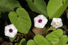 Image result for Ipomoea plebeia
