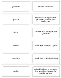 Male Reproductive System Flash Cards Vocabulary Flash Cards Flashcards Flash Cards Free